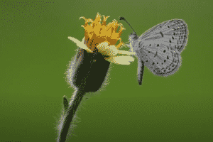 How to Attract Butterflies: Unlock the Magic