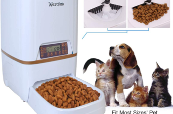 The 9 Best Automatic Cat Feeders in 2022