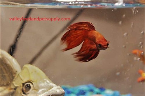 🥇 10 Best Betta Fish Food