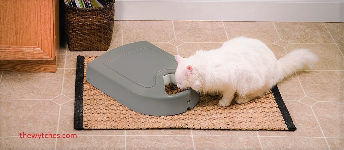 The 9 Best Automatic Cat Feeders in 2021