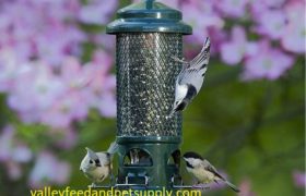 best bird feeders