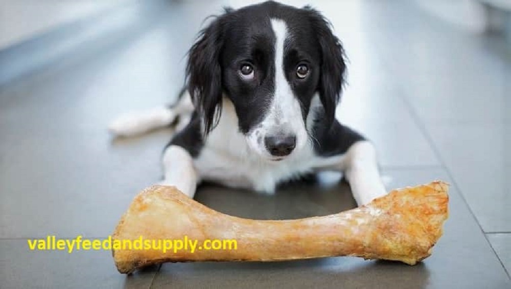 🥇 9 Best Bones for Dogs in 2022 Valleyfeedandpetsupply