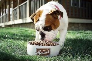 15 Best Large Breed Dog Foods In 2023