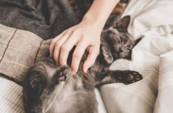 Do Cats Like To Be Petted While Sleeping?