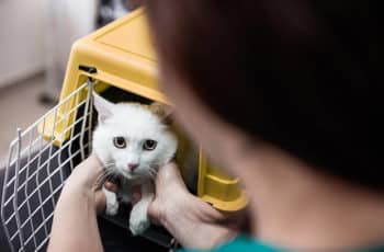 Do Cats Feel Sad When You Give Them Away?