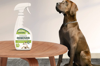 Best Carpet Cleaners For Pets 2024
