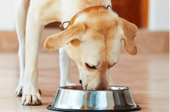 10 Best Affordable Dog Foods In 2023