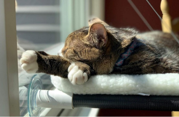 The Best Cat Beds in 2024