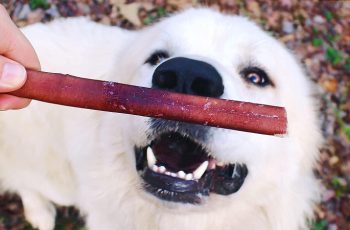 10 Best Bully Sticks for Dog in 2024