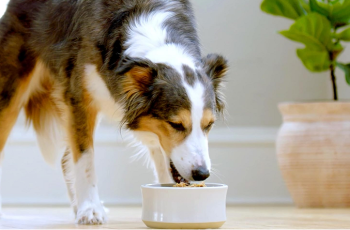 The 10 Best Affordable Dog Food Of 2023