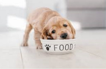 Best Puppy Food For Labs in 2023 (TOP 10 CHOICES)