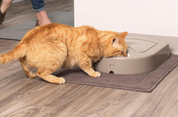 9 Best Automatic Cat Feeders 2024
