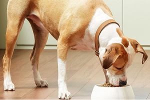 What is The Best Meat For Dogs: 7 Dog’s Ideal Protein Source