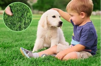 10 Best Indoor Dog Potty 10 Best Indoor Dog Potty
