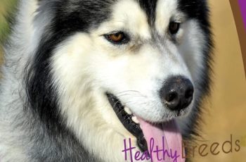 Best Dog Food for Siberian Huskies. Ultimate Guide to Choosing