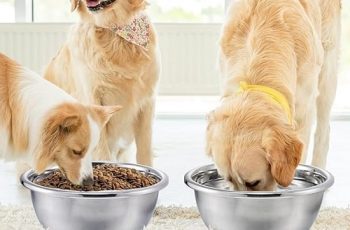 How to Choose a Dog Bowl 6 things to Keep in Mind