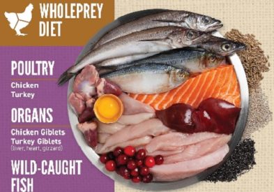 Best Orijen Amazing Grains Dry Dog Food 1 best orijen amazing grains dry dog food