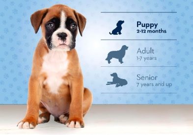 The Best Orijen Puppy Dog Food: Comprehensive Pet Parenting Guide 1 best orijen puppy dog food