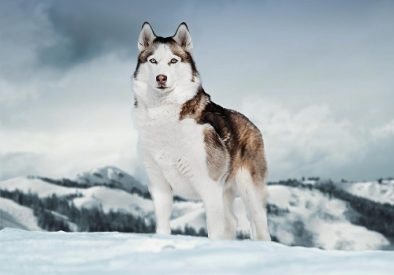 Best Dog Food for Siberian Huskies. Ultimate Guide to Choosing 1 best dog food for siberian huskies