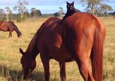 Do Horses Get Along With Cats? 3 do horses get along with cats