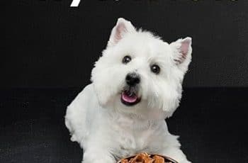 Best canned dog food for small dogs: Top Picks for Nutrition