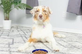 Best Dog Bowls and Dishes: Top Picks for Every Breed