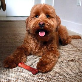 Best Dog Bones for Large Dogs: Safe, & Vet-Approved Chews 1 best-dog-bones-for-large-dogs