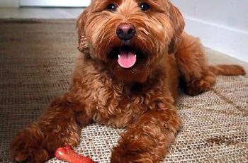 Best Dog Bones for Large Dogs: Safe, & Vet-Approved Chews