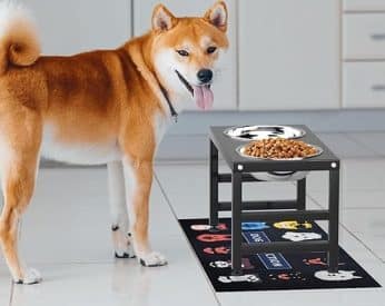 best elevated dog bowls
