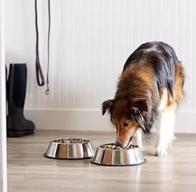 Best Stainless Steel Food and Water Bowls for Large Dogs 1 best-stainless-steel-food-and-water-bowls-for-dogs