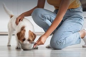 Best Wet Dog Food for Huskies. Top High-Protein, and Health