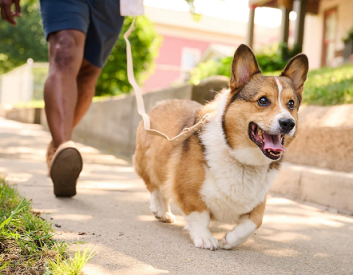 for Siberian huskies