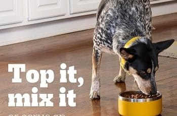 What Huskies Should Eat Best: A Complete Nutrition Guide