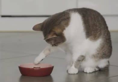 Do Cats Feel Sad When You Give Them Away? 2 do cats feel sad when you give them away