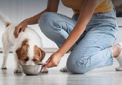 Best Wet Dog Food for Huskies. Top High-Protein, and Health 1 best wet dog food for Huskies